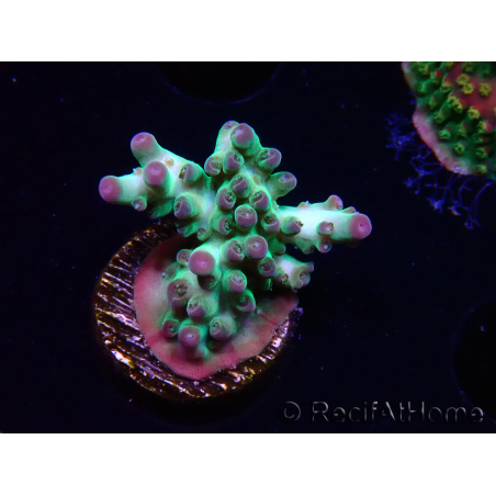 WYSIWYG ORA Acropora Pearlberry