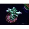 WYSIWYG ORA Acropora Pearlberry