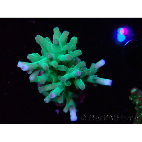 WYSIWYG ORA Acropora turaki Hawkins