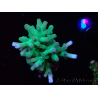 WYSIWYG ORA Acropora turaki Hawkins