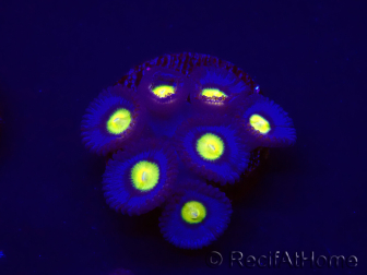WYSIWYG - WWC Zoanthus AOI 30D10