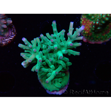 WYSIWYG ORA Acropora turaki Hawkins