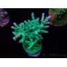 WYSIWYG ORA Acropora turaki Hawkins