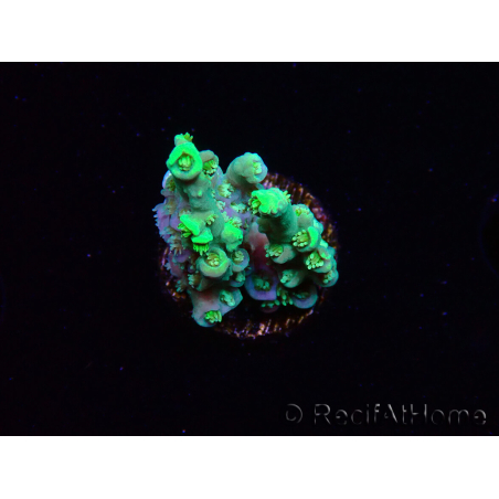 WYSIWYG RAH Acropora Plutonium 5Y6