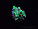 WYSIWYG RAH Acropora Plutonium 5Y6