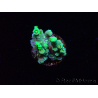 WYSIWYG RAH Acropora Plutonium 5Y6