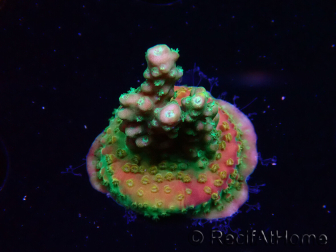WYSIWYG Acropora Fruity Pebbles 5W1