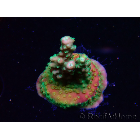WYSIWYG Acropora Fruity Pebbles 5W1
