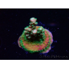 WYSIWYG Acropora aculeus