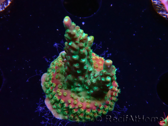 WYSIWYG Acropora Fruity Pebbles 5W2