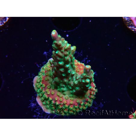 WYSIWYG Acropora aculeus