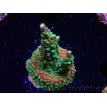 WYSIWYG Acropora aculeus