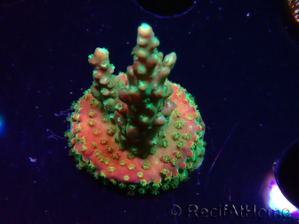 WYSIWYG Acropora aculeus