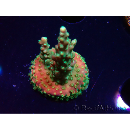 WYSIWYG Acropora aculeus