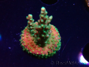 WYSIWYG Acropora aculeus