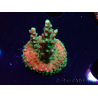 WYSIWYG Acropora aculeus