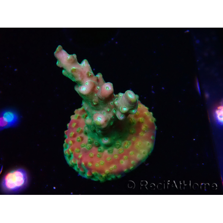 WYSIWYG Acropora aculeus