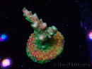 WYSIWYG Acropora aculeus