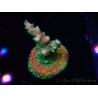 WYSIWYG Acropora aculeus