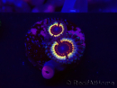 WYSIWYG Zoanthus Vampire In Drag 30F7