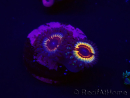 WYSIWYG Zoanthus Vampire In Drag 30F8
