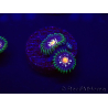 WYSIWYG - JF Zoanthus Stargazer 30F11