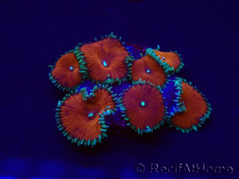 WYSIWYG - Protopalythoa red death 30H10