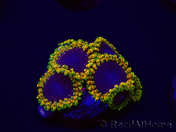 WYSIWYG - RAH Zoanthus Space Yoda 30J4