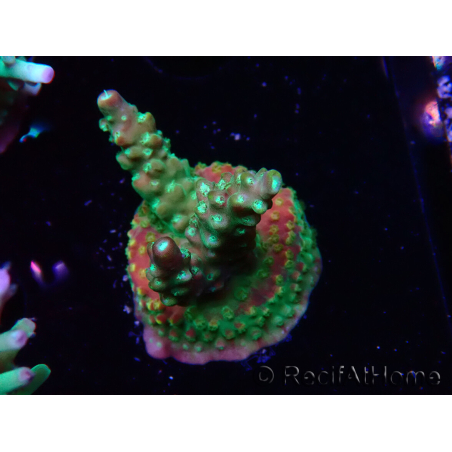 WYSIWYG Acropora Fruity Pebbles 5W5
