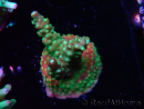 WYSIWYG Acropora Fruity Pebbles 5W5