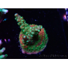 WYSIWYG Acropora aculeus