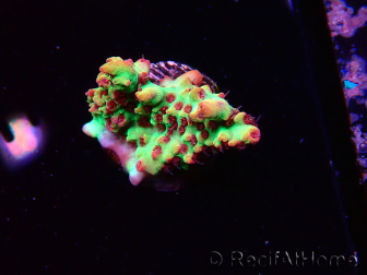 WYSIWYG RAH Acropora microclados Strawberry Shortcake