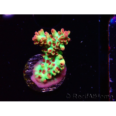 WYSIWYG RAH Acropora microclados Strawberry Shortcake