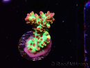 WYSIWYG RAH Acropora microclados Strawberry Shortcake