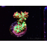 WYSIWYG RAH Acropora microclados Strawberry Shortcake