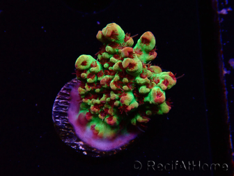 WYSIWYG RAH Acropora microclados Strawberry Shortcake