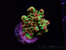 WYSIWYG RAH Acropora microclados Strawberry Shortcake