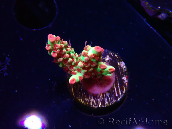WYSIWYG RAH Acropora microclados Strawberry Shortcake
