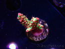 WYSIWYG RAH Acropora microclados Strawberry Shortcake