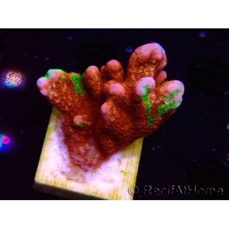 WYSIWYG WWC Montipora Contraband Digitata