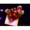 WYSIWYG WWC Montipora Contraband Digitata