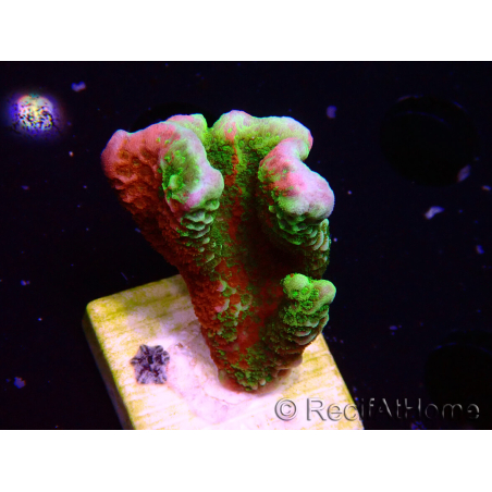 WYSIWYG WWC Montipora ContrabandDigitata