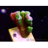 WYSIWYG WWC Montipora ContrabandDigitata
