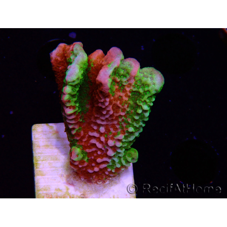 WYSIWYG WWC Montipora Contraband Digitata