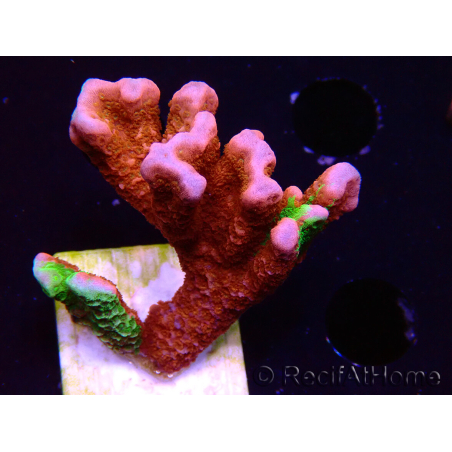 WYSIWYG WWC Montipora ContrabandDigitata