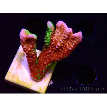 WYSIWYG WWC Montipora Contraband Digitata