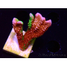 WYSIWYG WWC Montipora Contraband Digitata