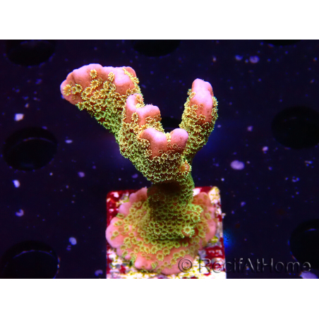 WYSIWYG - RAH Montipora Silly Salmon