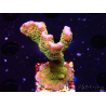 WYSIWYG - RAH Montipora Silly Salmon