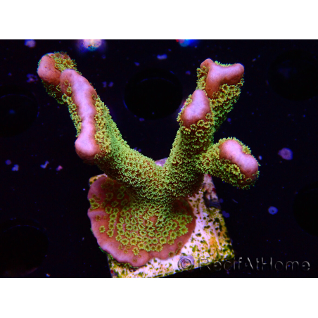 WYSIWYG - RAH Montipora Silly Salmon